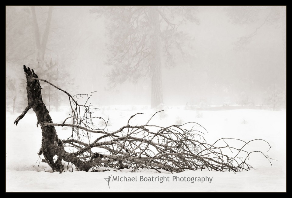 FallenOakBranch_web.jpg