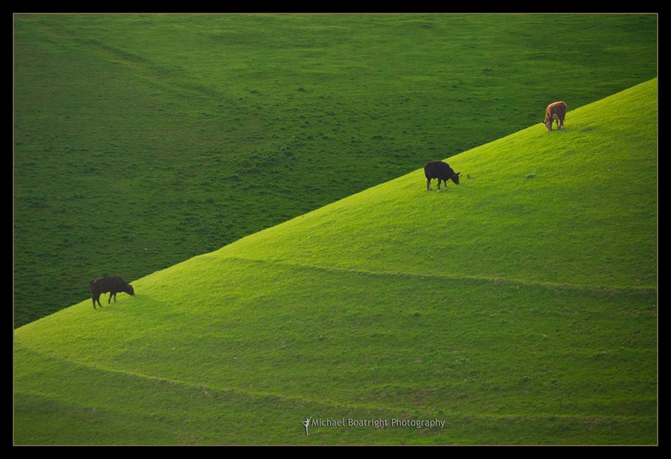 GrazingCows-AlemedaCount-California_web.jpg
