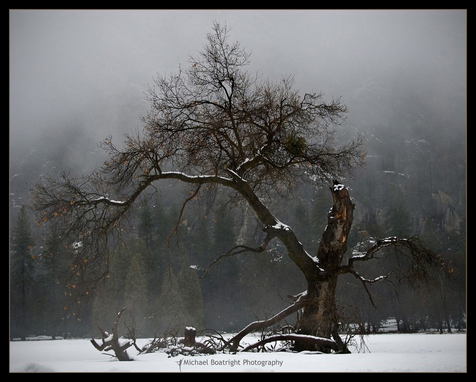 TreeInAhwahneeMeadow_web.jpg