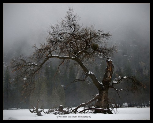 TreeInAhwahneeMeadow_web.jpg