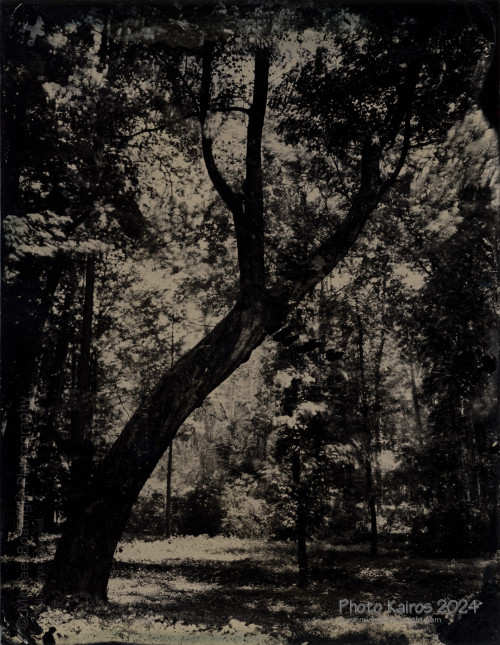 20240408-Ambrotype-4x5-CrookedTree01.jpg