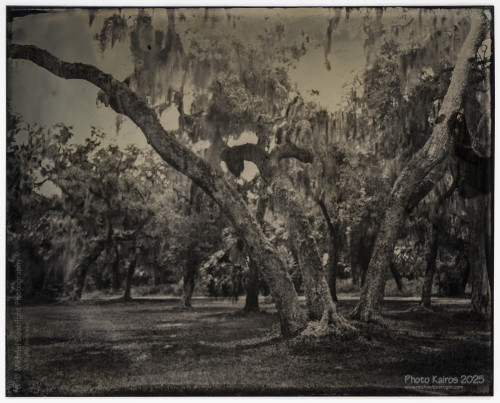 ReynoldsMansionYard-SapeloIsland-Georgie_20250820-4x5-Sapelo.jpg