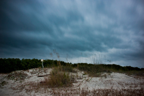 Sapelo2012_MCB0482.jpg