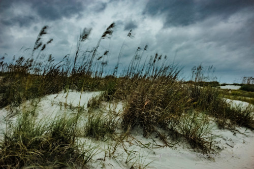 Sapelo2012_MCB0496.jpg