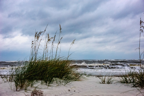 Sapelo2012_MCB0517.jpg