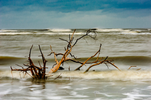 Sapelo2012_MCB0566.jpg