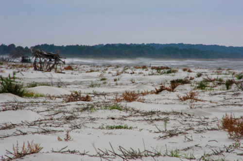 Sapelo2012_MCB0568.jpg