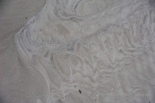 Sapelo2012_MCB0583.jpg