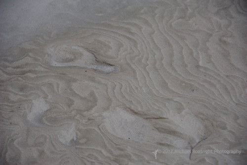 Sapelo2012_MCB0589.jpg