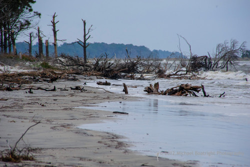 Sapelo2012_MCB0629.jpg