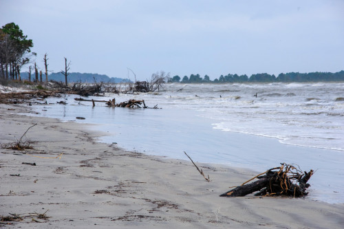 Sapelo2012_MCB0630.jpg