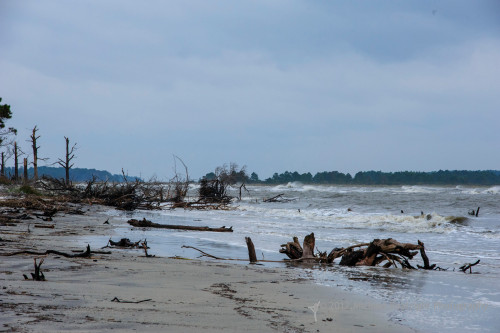 Sapelo2012_MCB0635.jpg