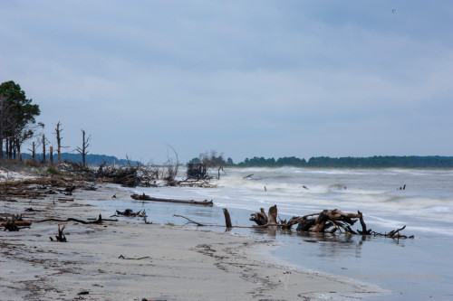 Sapelo2012_MCB0640.jpg