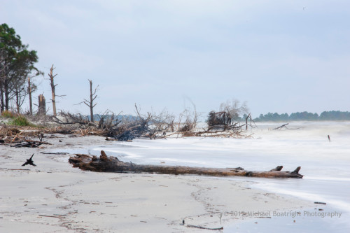 Sapelo2012_MCB0647.jpg