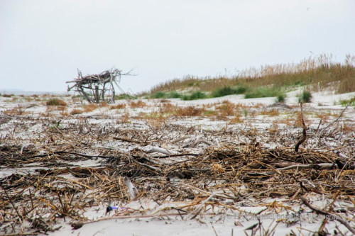 Sapelo2012_MCB0653.jpg