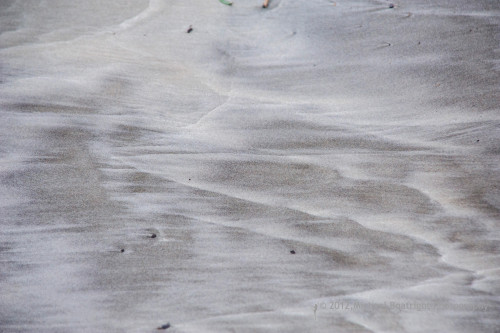 Sapelo2012_MCB0655.jpg