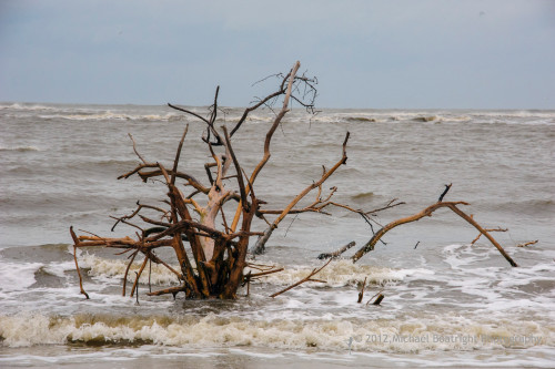 Sapelo2012_MCB0661.jpg