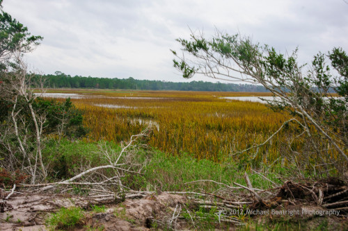 Sapelo2012_MCB0672.jpg