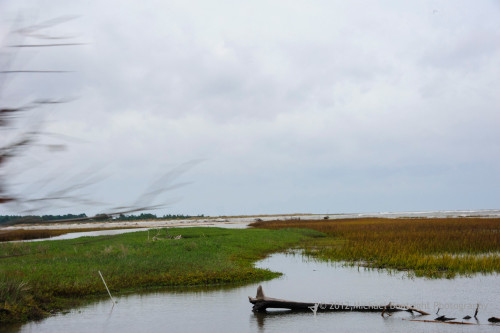 Sapelo2012_MCB0675.jpg