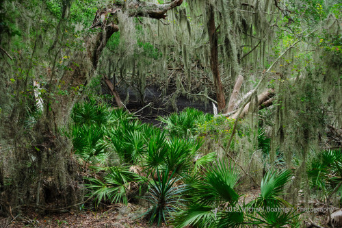 Sapelo2012_MCB0719.jpg