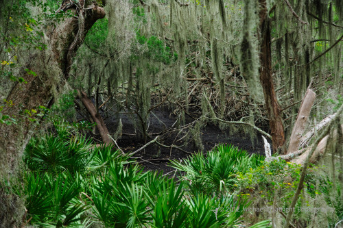 Sapelo2012_MCB0720.jpg