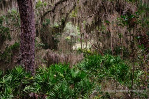 Sapelo2012_MCB0723.jpg
