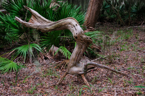 Sapelo 2012