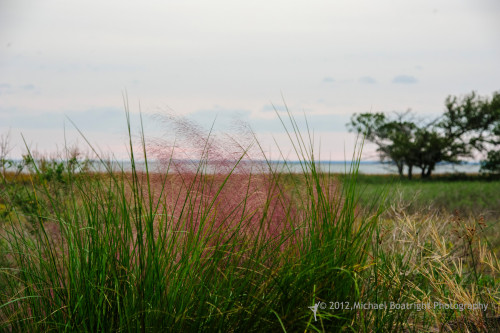 Sapelo2012_MCB0908.jpg
