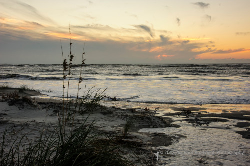 Sapelo2012_MCB1034.jpg