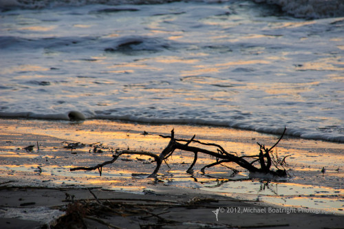 Sapelo2012_MCB1053.jpg