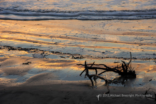 Sapelo2012_MCB1056.jpg