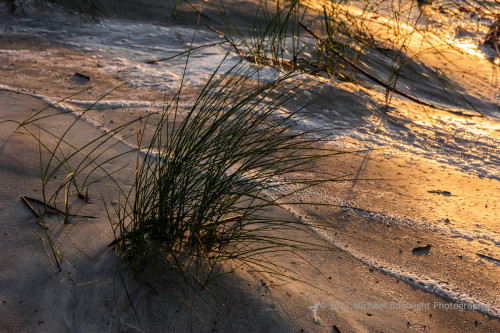 Sapelo2012_MCB1070.jpg