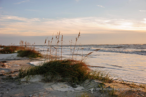 Sapelo2012_MCB1075.jpg