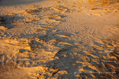 Sapelo2012_MCB1082.jpg