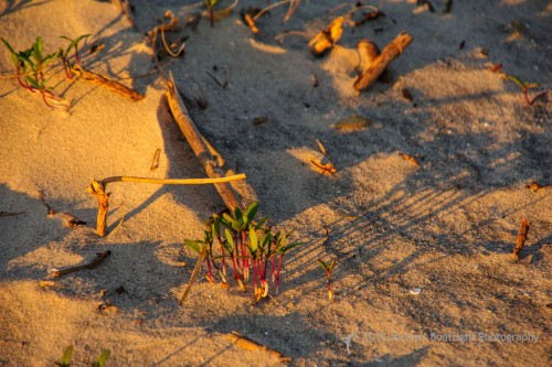 Sapelo2012_MCB1086.jpg