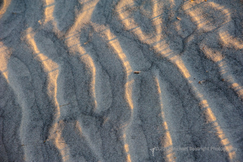 Sapelo2012_MCB1096.jpg