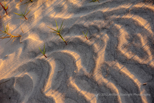 Sapelo2012_MCB1098.jpg
