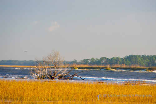 Sapelo2012_MCB1111.jpg