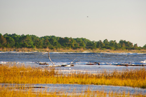 Sapelo2012_MCB1114.jpg