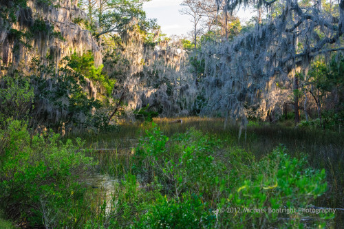 Sapelo2012_MCB1127.jpg