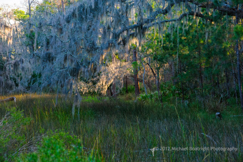 Sapelo2012_MCB1129.jpg