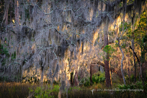 Sapelo2012_MCB1134.jpg