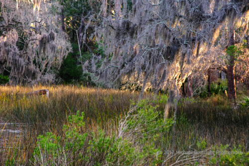 Sapelo2012_MCB1137.jpg