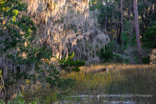 Sapelo2012_MCB1138.jpg