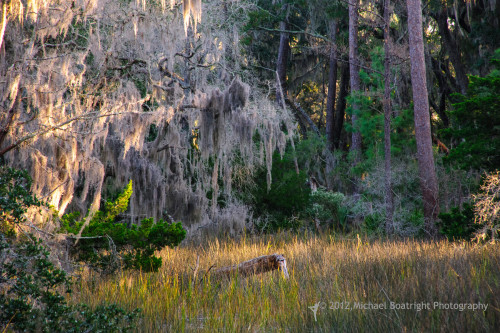 Sapelo2012_MCB1140.jpg