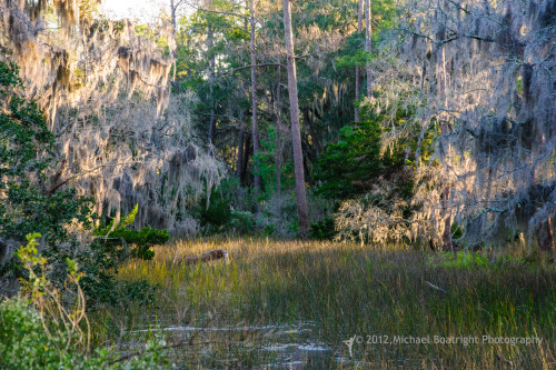 Sapelo2012_MCB1144.jpg