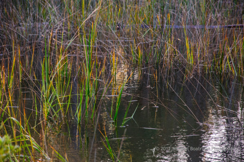 Sapelo2012_MCB1145.jpg