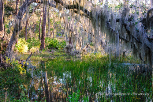 Sapelo2012_MCB1150.jpg