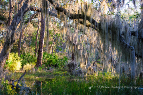 Sapelo2012_MCB1152.jpg