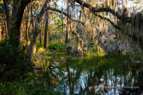 Sapelo2012_MCB1153.jpg